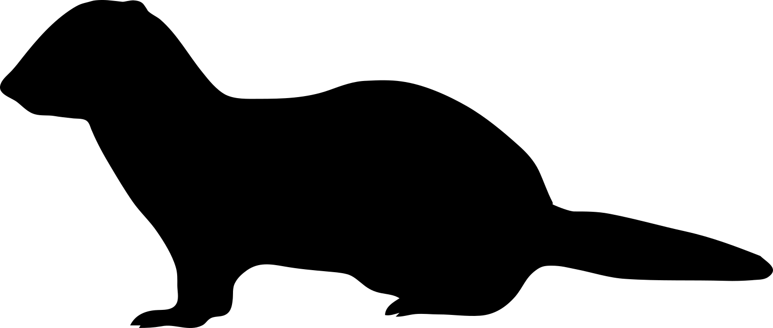Mustela putorius