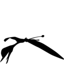 Darwinopterus modularis