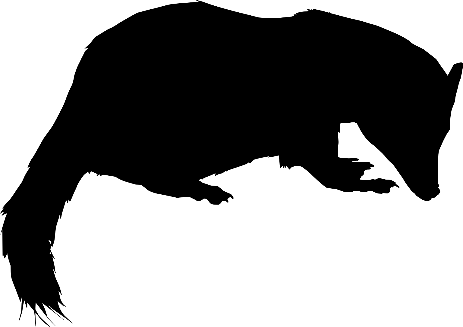 Melogale moschata