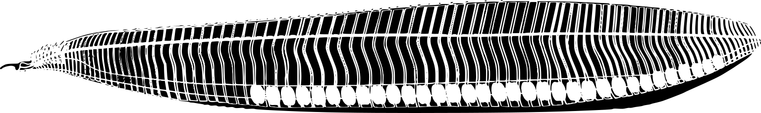 Pikaia gracilens
