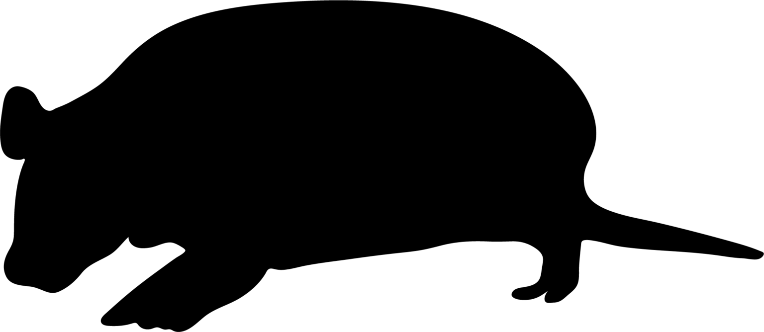 Cabassous