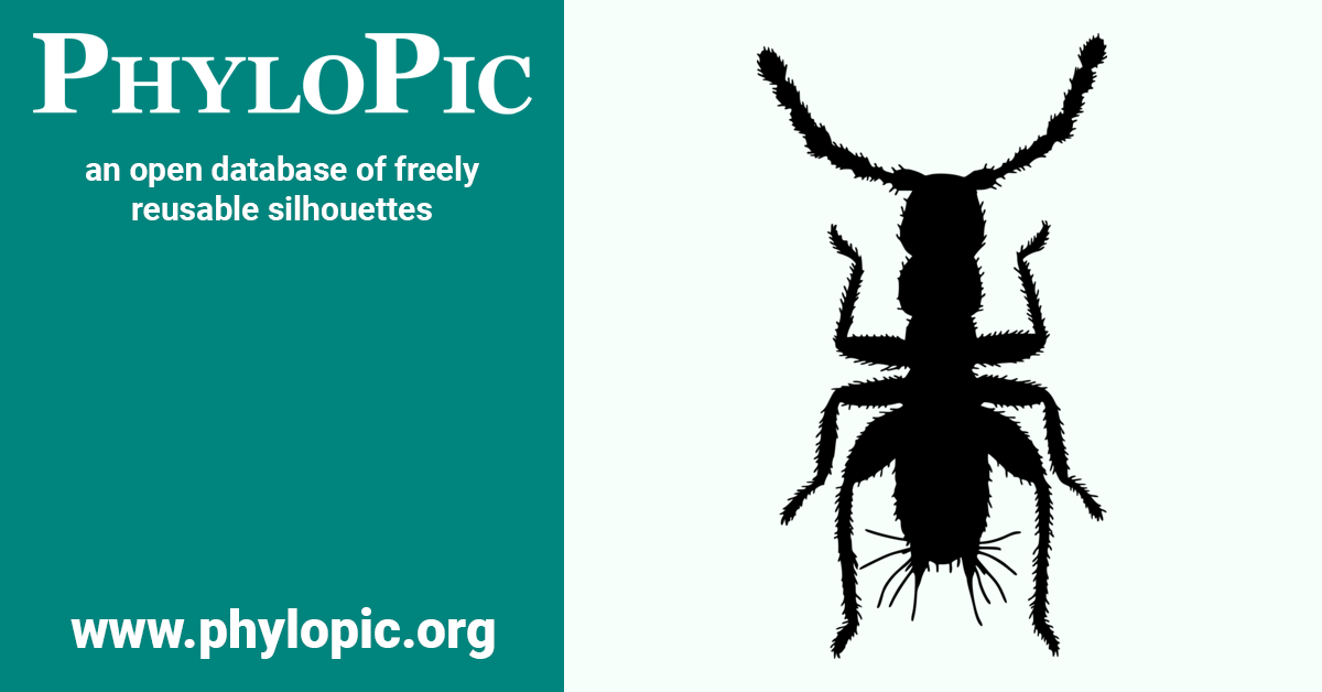 Zorotypus brasiliensis (CC0 1.0) - PhyloPic