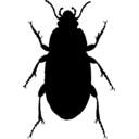 Amara equestris