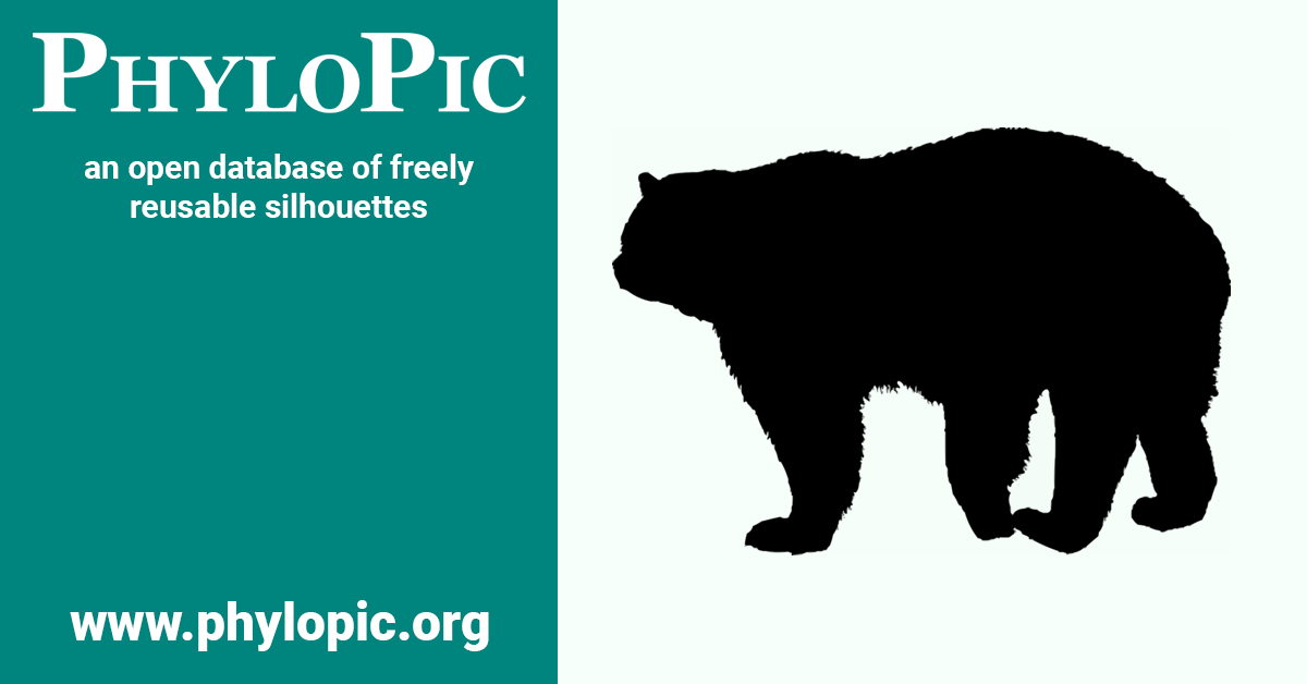 Ursidaye Ursidae - PhyloPic