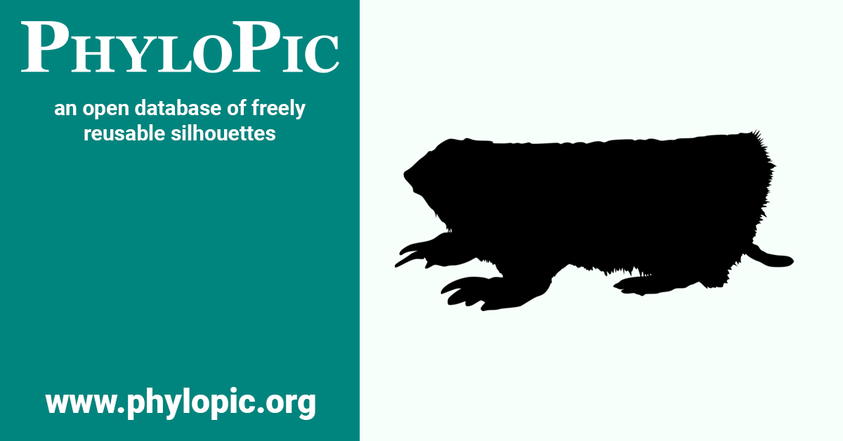 Chlamyphorus truncatus by T. Michael Keesey, from a photo by David