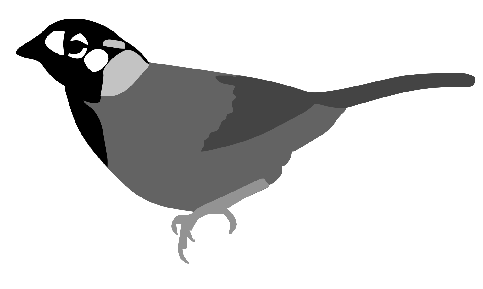 Melozone leucotis