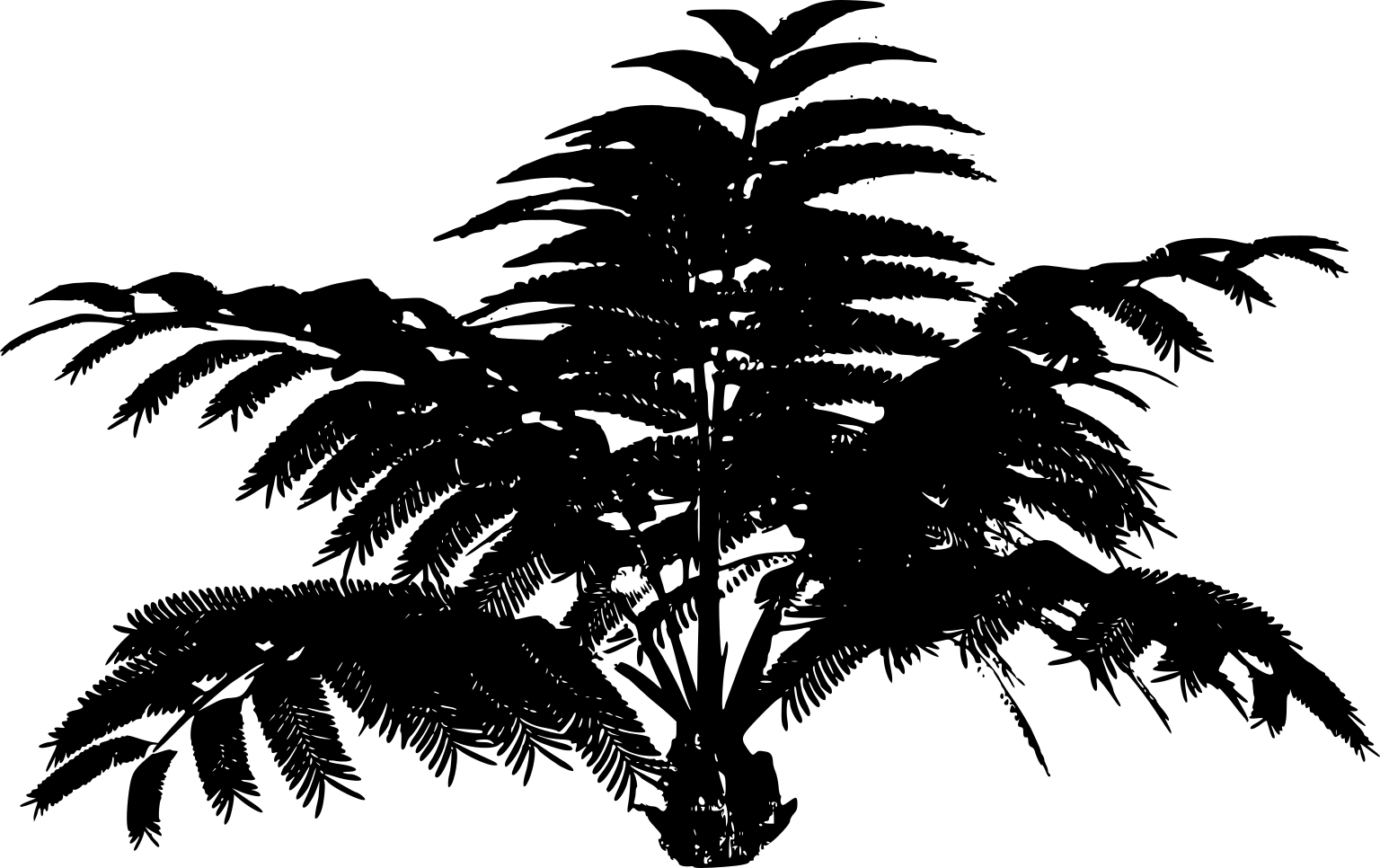 Marattia