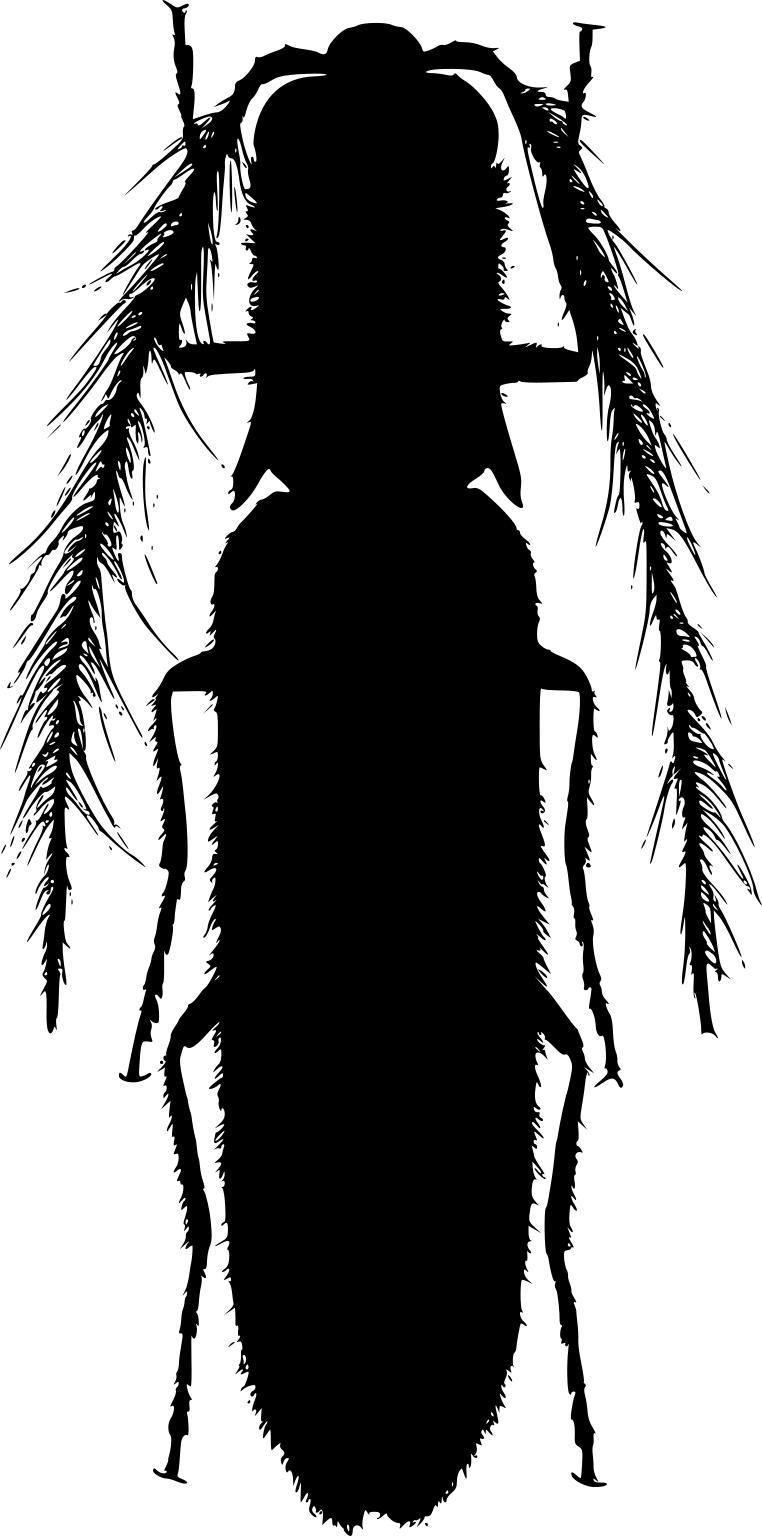 Sinopyrophorus schimmeli