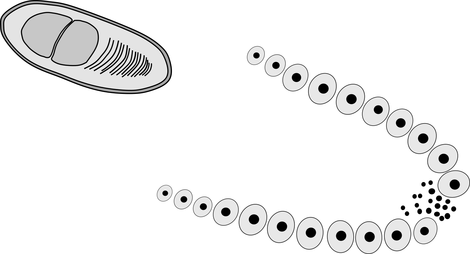 Edhazardia aedis