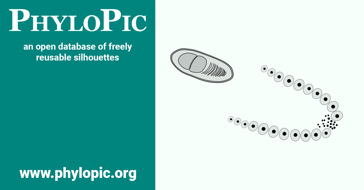 Microsporidia - PhyloPic