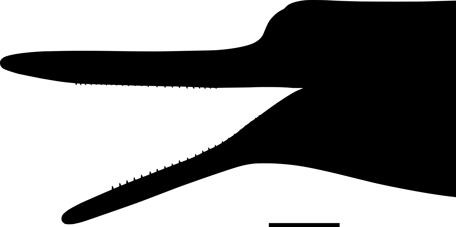 Rhaphicetus valenciae