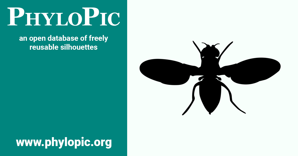 Drosophila virilis by Maarten van der Sande (CC0 1.0) PhyloPic