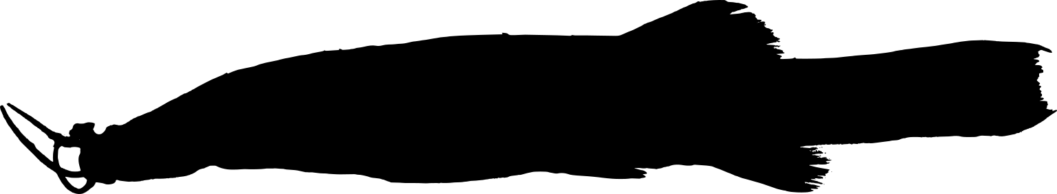 Trichomycterus knerii