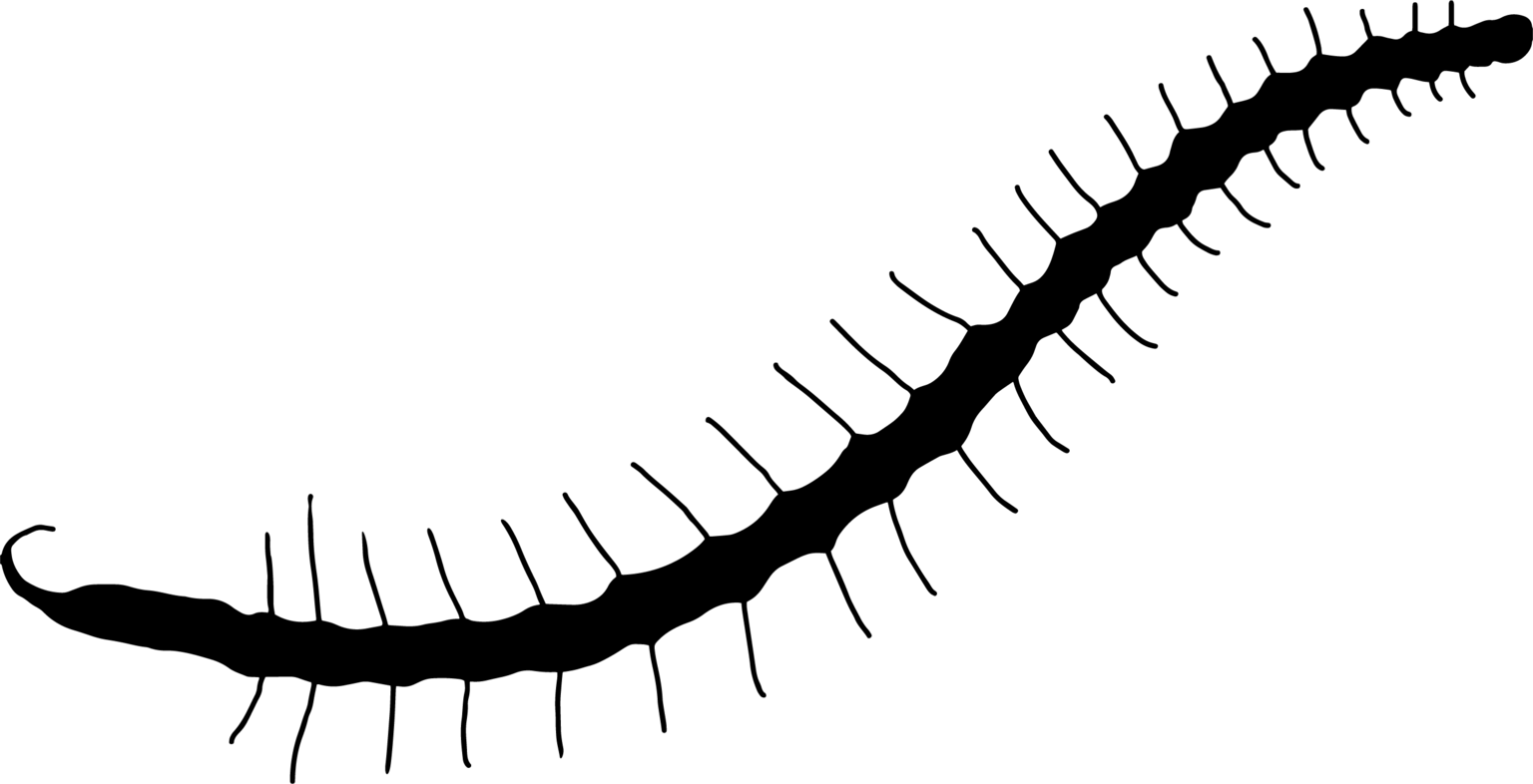 Naididae