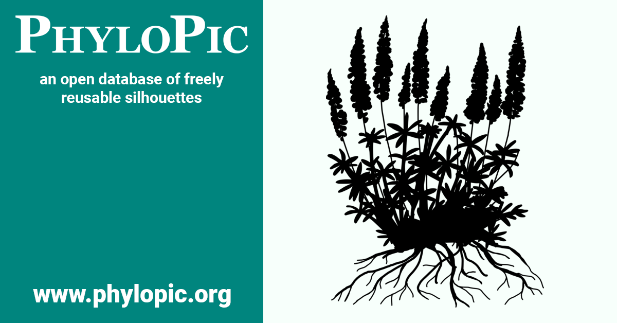Lupinus by Richard Rich (CC0 1.0) - PhyloPic