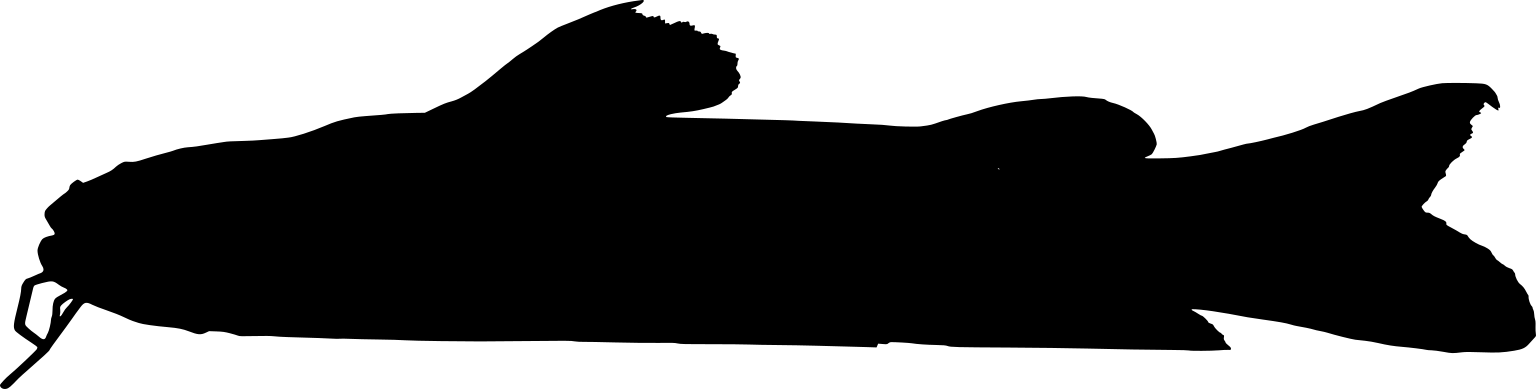 Pseudopimelodus bufonius
