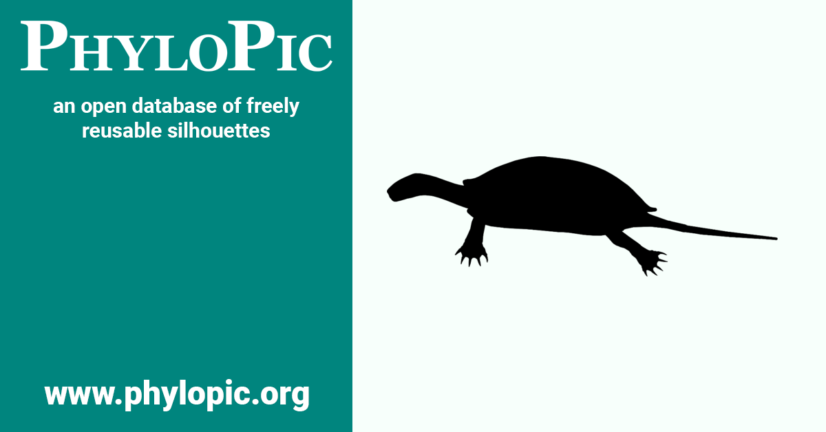 Adocus by Scott Hartman (CC BY-NC-SA 3.0) - PhyloPic
