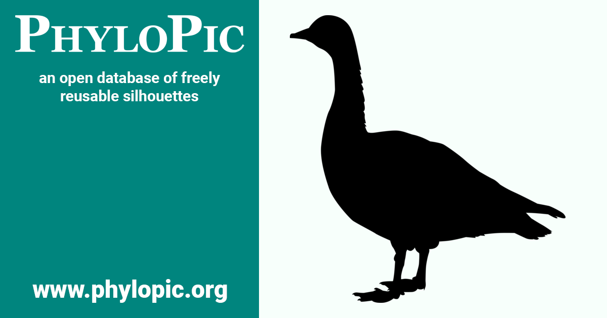 Anserinae - PhyloPic