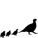Centrocercus urophasianus