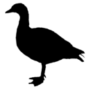 Alopochen aegyptiaca