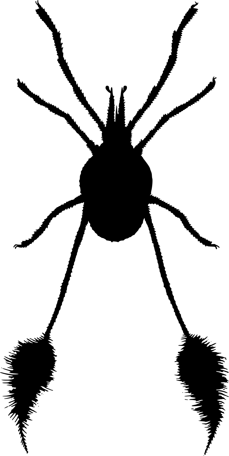 Erythraeus scopulifera