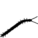 Symphyla