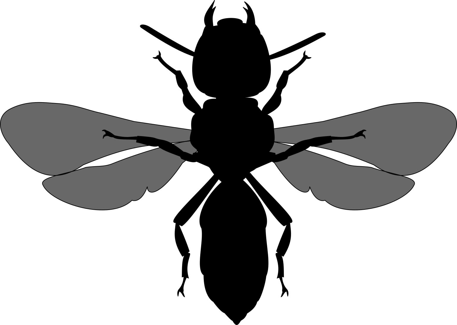 Hylaeus relegatus