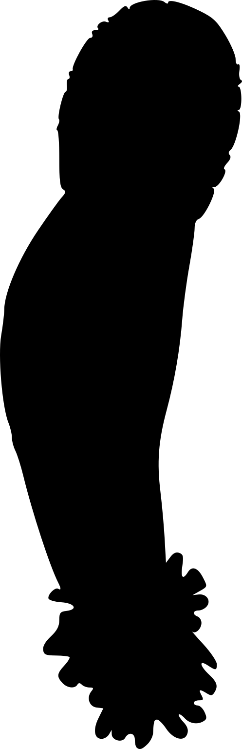 Priapulus