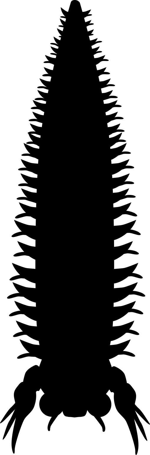 Kootenichela deppi