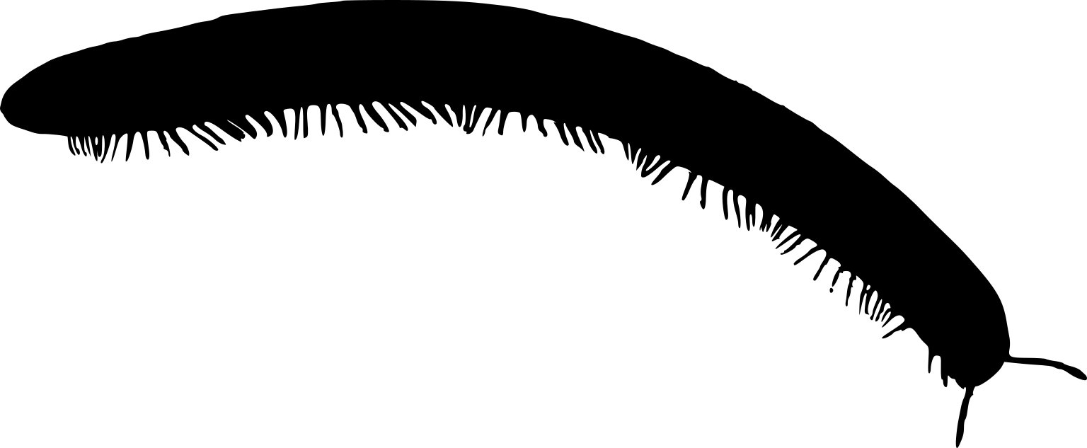Cylindroiulus caeruleocinctus