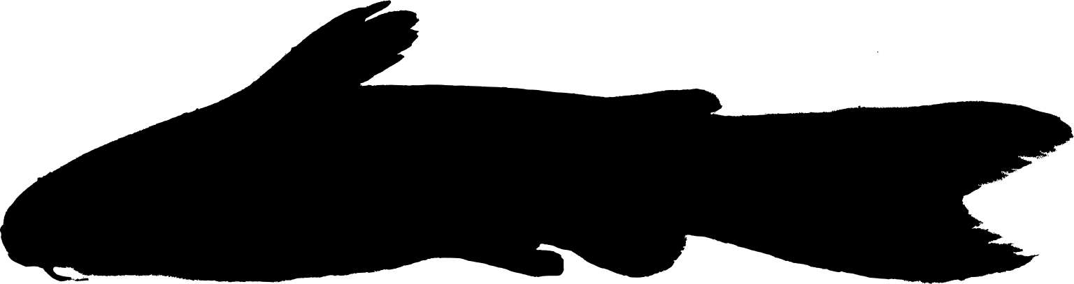 Tatia intermedia