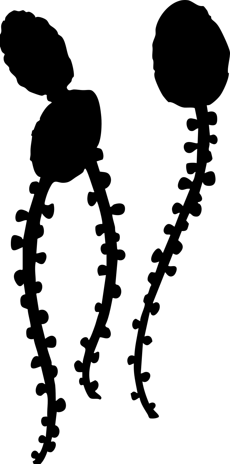 Ventogyrus
