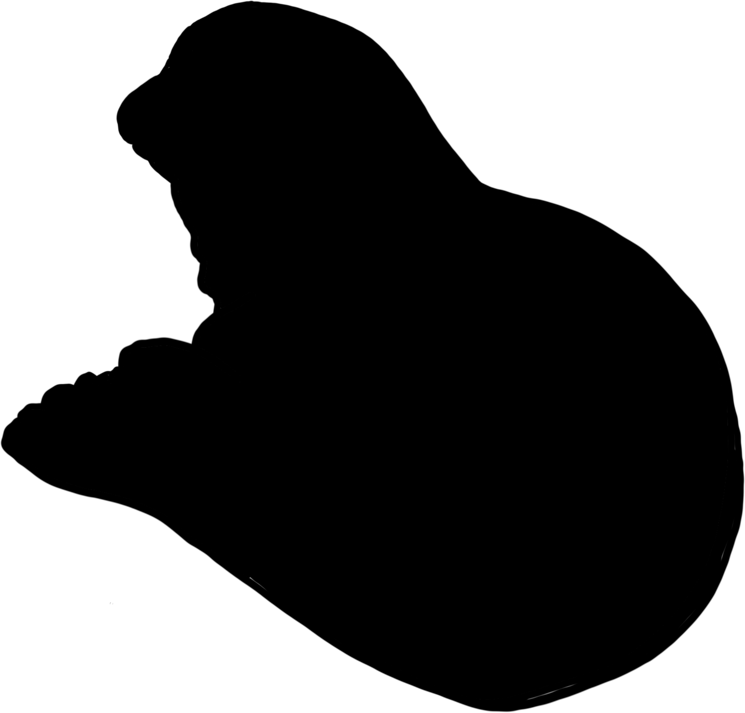Phoca vitulina