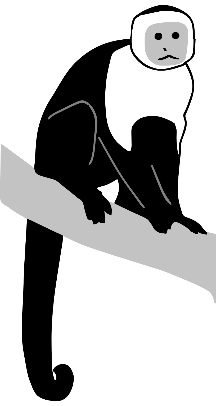 Cebus imitator