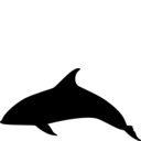 Lagenorhynchus albirostris