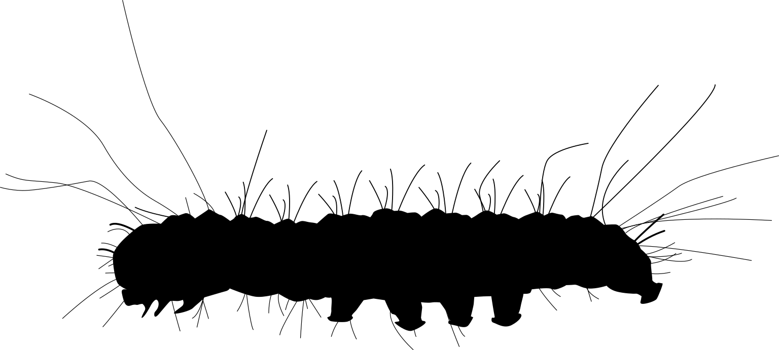 Tyria jacobaeae