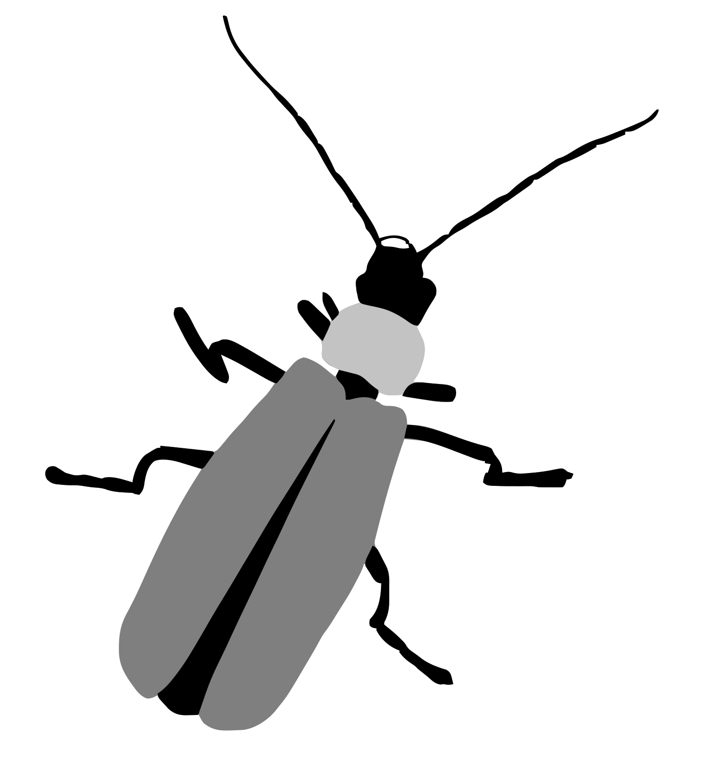 Chauliognathus fasciatus