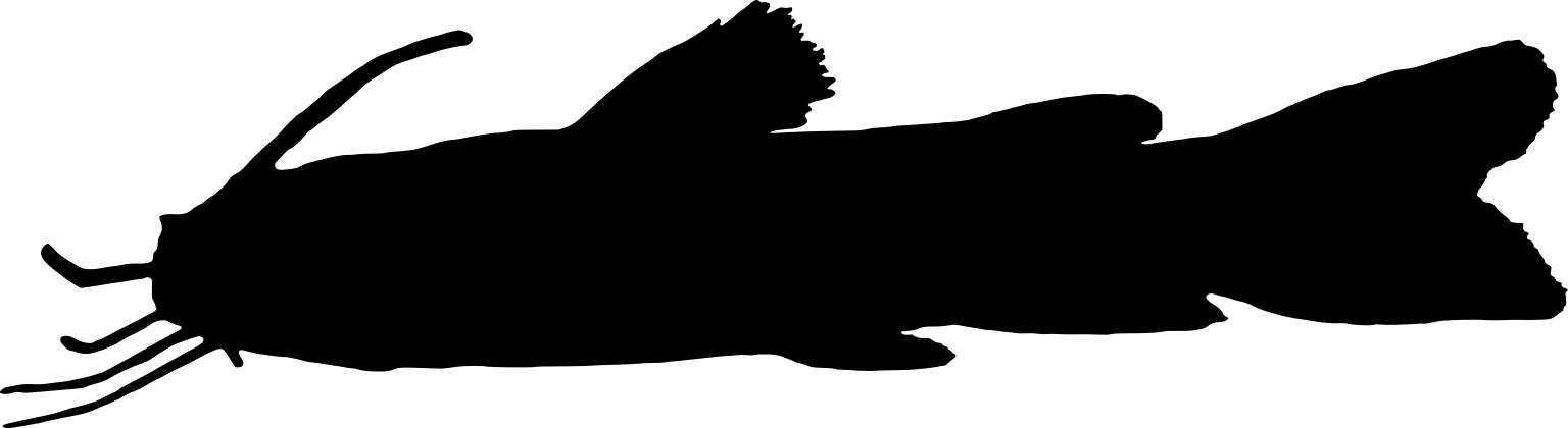 Microglanis iheringi