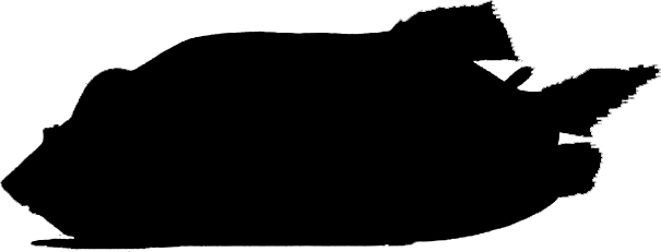 Opisthoproctus soleatus