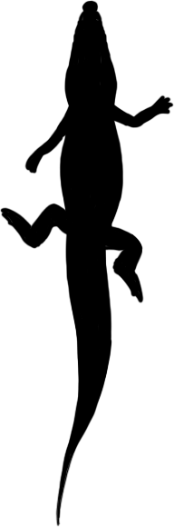 Ultrastenos huberi