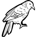 Argya squamiceps