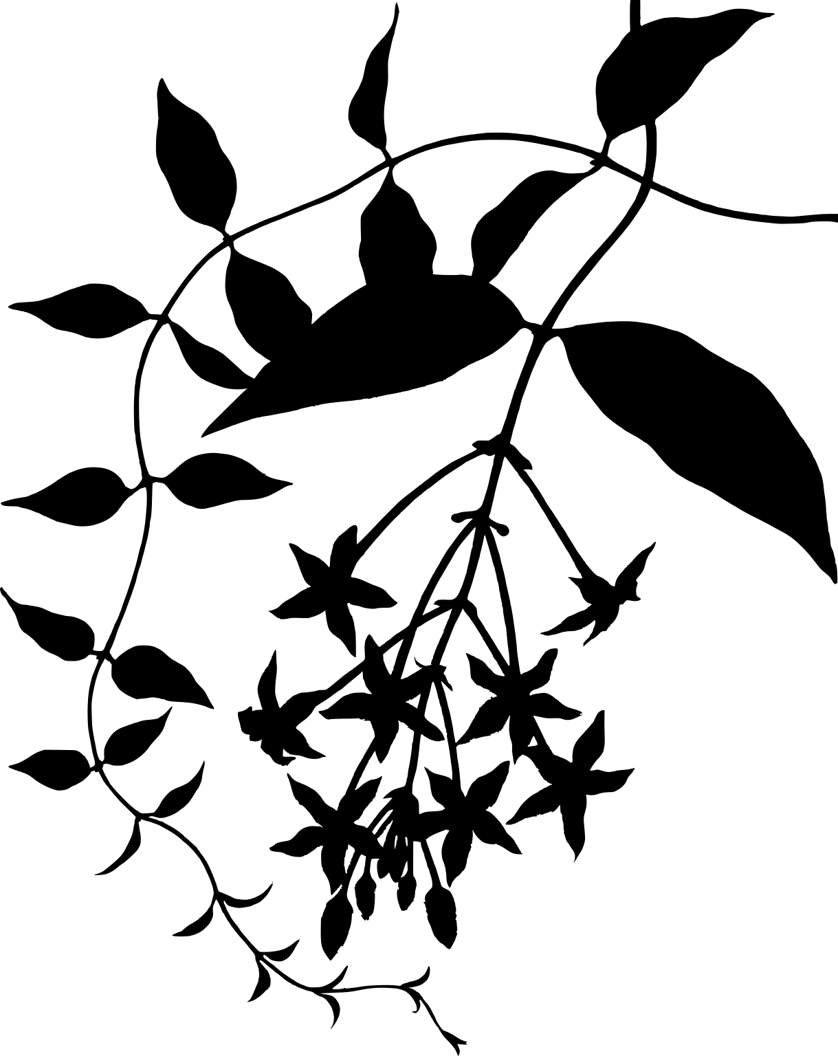 Combretum indicum
