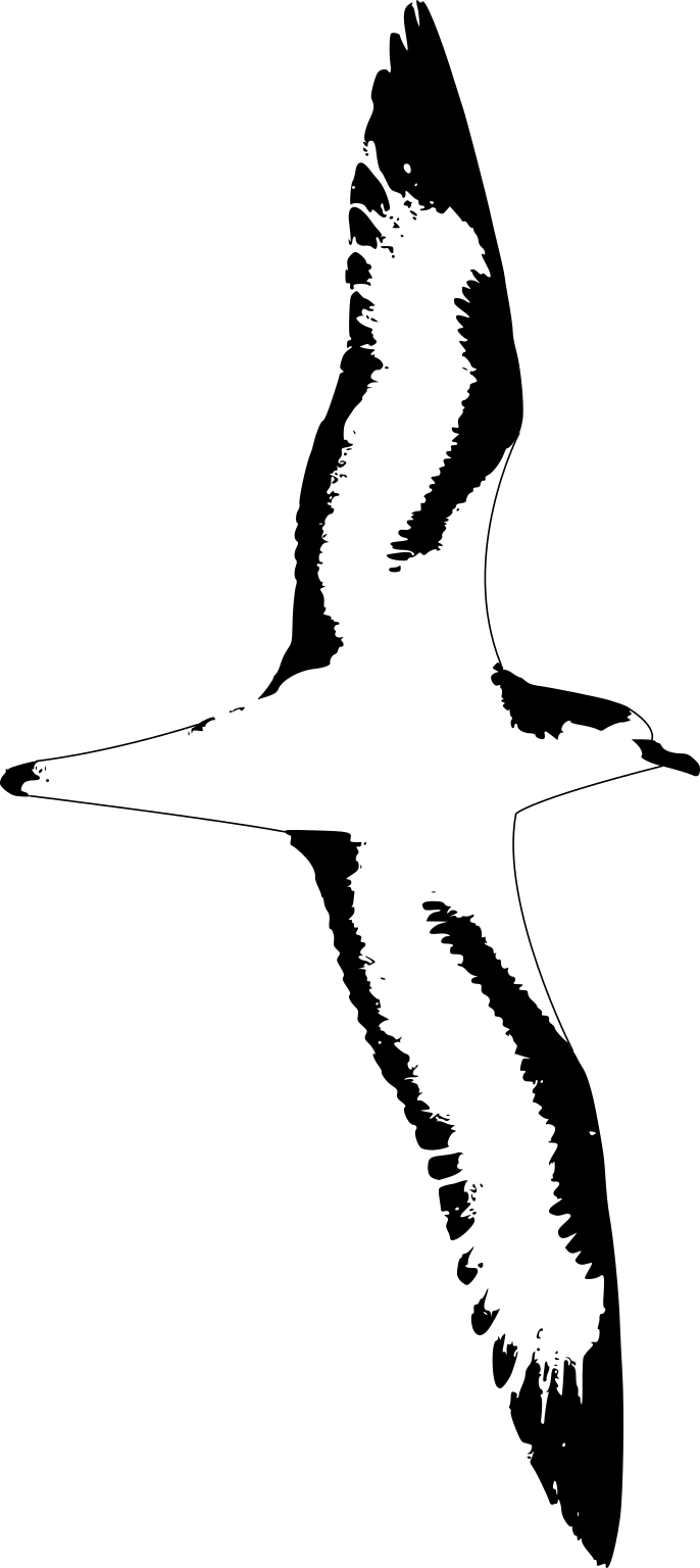 Pterodroma baraui