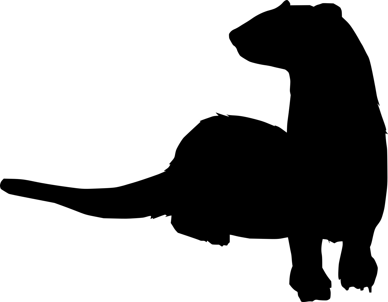 Mustela eversmanii
