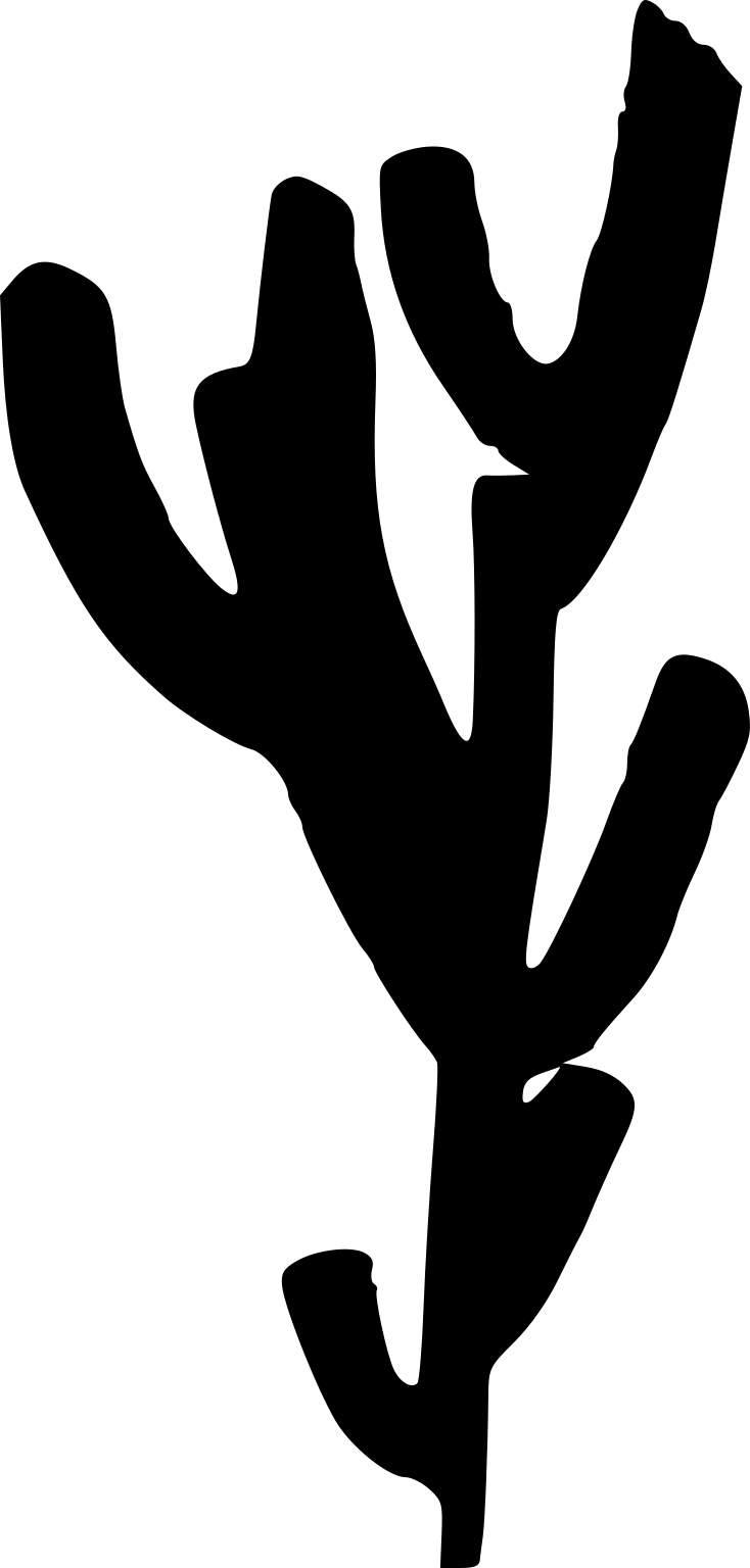 Vauxia gracilenta