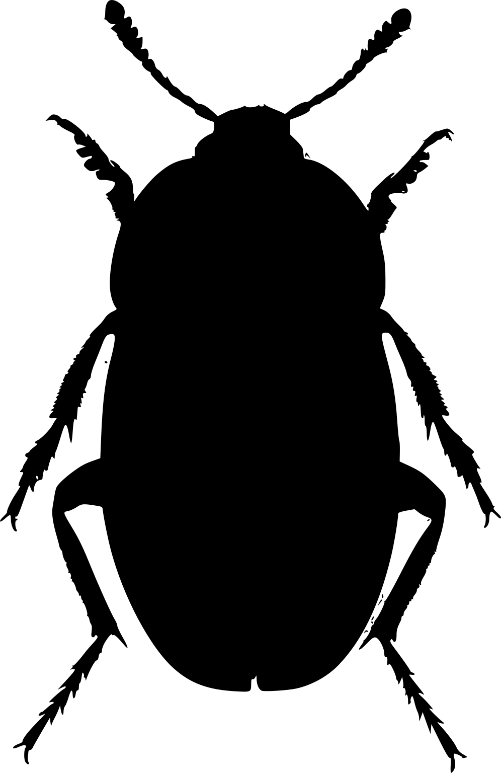 Silpha obscura
