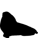 Phocarctos hookeri