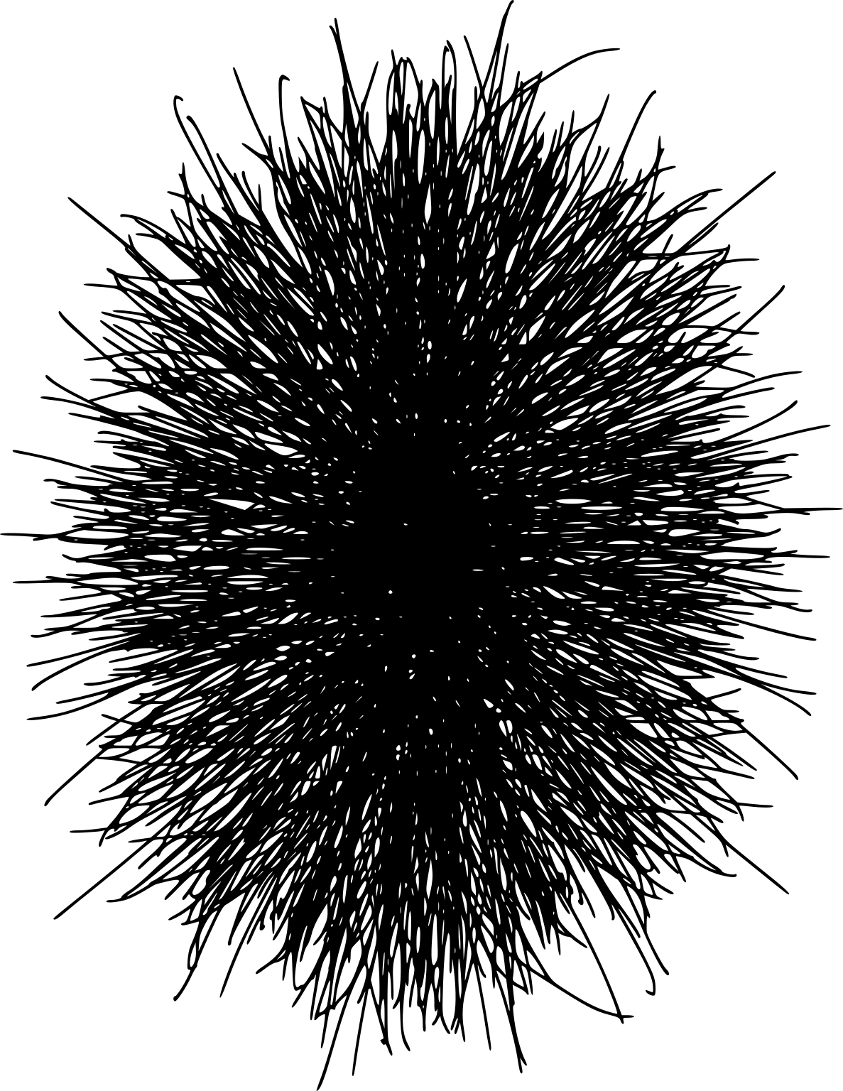 Saprolegnia