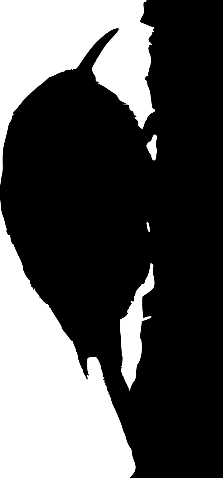 Certhia brachydactyla