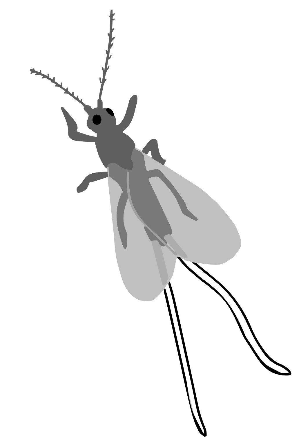 Dactylopius coccus